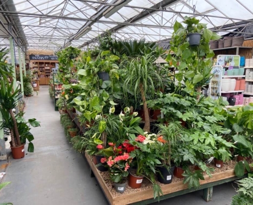 Markham Grange Garden Centre - Indoor Plants