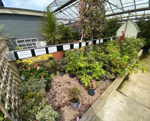 Markham Grange Garden Centre - Outdoor Plants